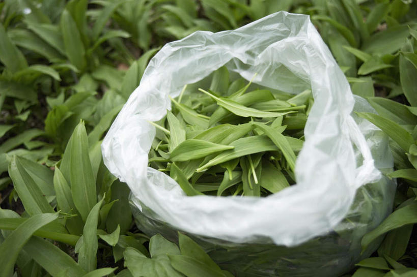 无人,横图,俯视,室外,特写,白天,蔬菜,袋子,许多,阴影,新鲜,光线,影子,塑料,食品,很多,食物,绿色,阳光,塑料制品,有机食品,绿色食品,熊葱,塑封,林地蒜,野蒜菜,彩图,高角度拍摄,密封袋,塑封袋