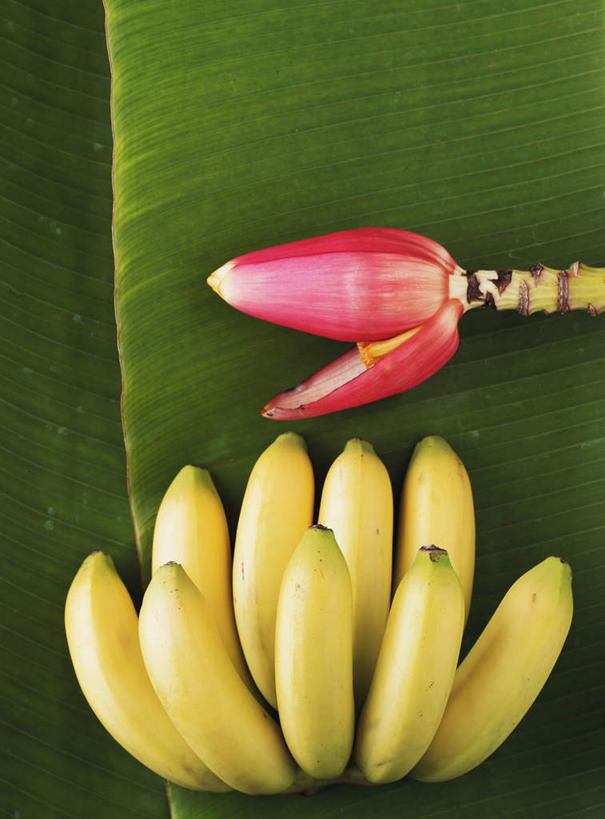 无人,竖图,俯视,室内,特写,白天,纯洁,香蕉,水果,叶子,许多,阴影,新鲜,光线,影子,生食,食品,果实,绿叶,很多,美丽,芭蕉叶,食物,一个,黄色,红色,绿色,嫩叶,有机食品,绿色食品,单个,庄重,含蓄,高洁,含笑花,含笑梅,香蕉花,矜持,唐黄心树,叶,叶片,甘蕉,彩图,高角度拍摄