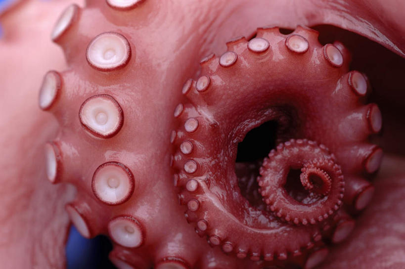 无人,横图,俯视,室内,特写,白天,餐桌,桌子,章鱼,阴影,朦胧,模糊,光线,影子,一个,单个,餐台,石吸,死牛,望潮,坐蛸,石居,八爪鱼,半身,彩图,高角度拍摄