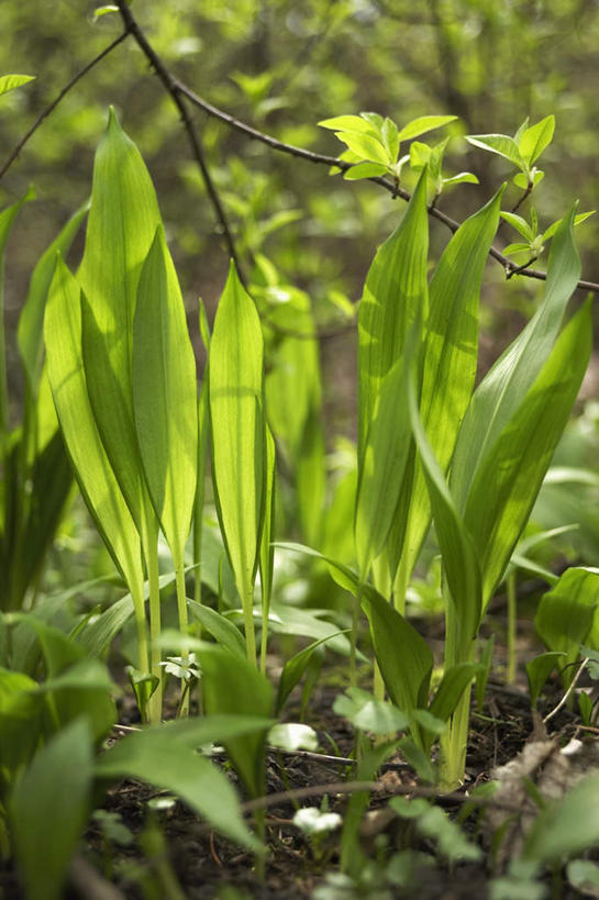 无人,竖图,俯视,室外,特写,白天,植物,蔬菜,叶子,阴影,新鲜,光线,纹理,影子,食品,绿叶,枝条,树,树木,树枝,食物,绿色,阳光,嫩叶,有机食品,绿色食品,熊葱,肌理,虬枝,枝杈,林地蒜,野蒜菜,叶,叶片,叶脉,彩图,高角度拍摄