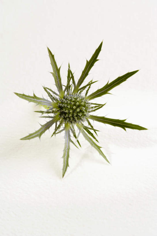 无人,竖图,俯视,室内,特写,白天,白色背景,植物,阴影,光线,影子,草药,药草,中药,一个,蓟,摄影,影棚,单个,药材,中草药,中药材,本草,大蓟,刺蓟,山萝卜,彩图,高角度拍摄,影棚拍摄,拍摄