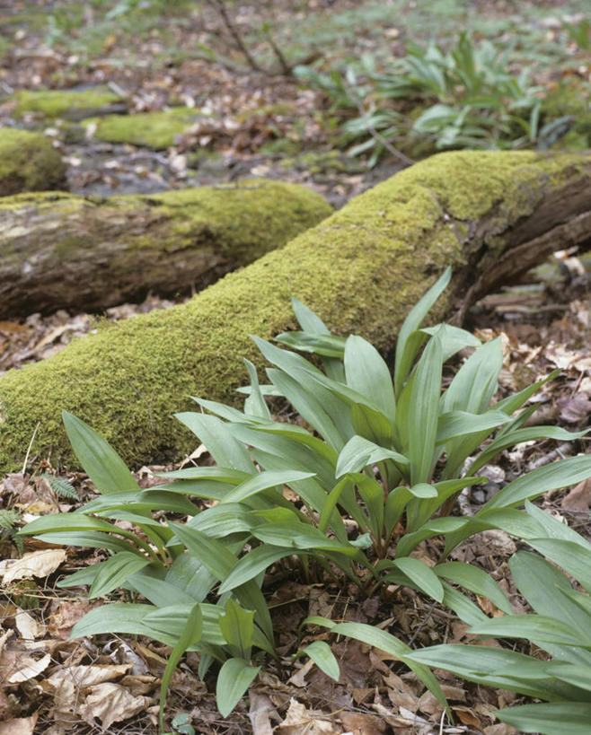 无人,竖图,俯视,室外,特写,白天,草地,草坪,植物,蔬菜,叶子,阴影,新鲜,光线,影子,食品,枯叶,落叶,草,食物,绿色,阳光,有机食品,绿色食品,熊葱,林地蒜,野蒜菜,叶,叶片,彩图,高角度拍摄