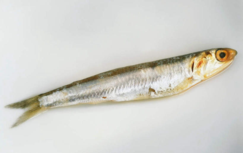 海鲜,无人,横图,俯视,室内,特写,白天,白色背景,桌面,桌子,一条,阴影,反射,木制,鱼,影子,水产,鱼类,海洋生物,木制品,摄影,影棚,水生动物,海产品,水生物,海底动物,凤尾鱼,凤鲚,鲚鱼,彩图,高角度拍摄,影棚拍摄,拍摄