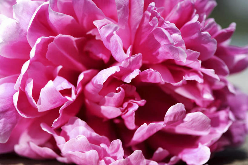 无人,横图,俯视,室内,特写,白天,桌面,桌子,牡丹花,阴影,盛开,反射,木制,影子,花蕾,花,花瓣,花朵,鲜花,一朵,粉色,木制品,花苞,花蕊,富贵,鼠姑,鹿韭,白茸,百雨金,浓情,圆满,富贵花,洛阳花,牡丹,木芍药,芍药,彩图,高角度拍摄