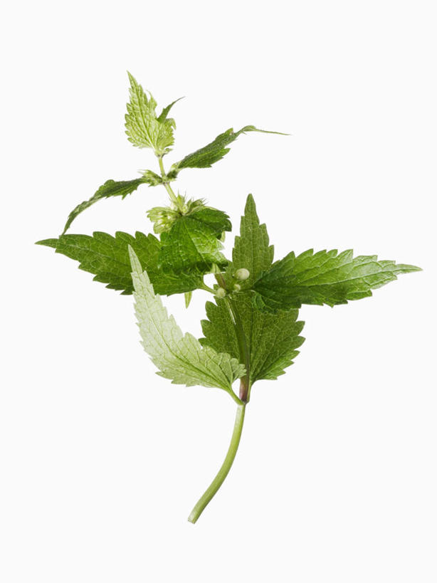 无人,竖图,俯视,室内,特写,白天,白色背景,植物,桌面,桌子,叶子,一棵,阴影,反射,木制,纹理,影子,绿叶,草药,药草,中药,绿色,木制品,嫩叶,摄影,影棚,药材,中草药,中药材,本草,肌理,刺荨麻,叶,叶片,叶脉,彩图,高角度拍摄,影棚拍摄,拍摄