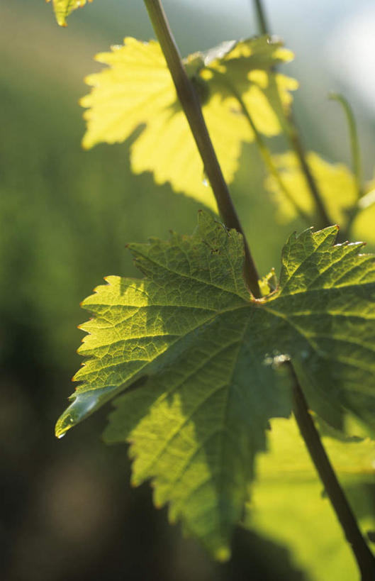 无人,果园,竖图,室外,特写,白天,正面,田园,植物,葡萄,水果,叶子,阴影,朦胧,模糊,新鲜,光线,纹理,影子,生食,食品,果实,绿叶,葡萄园,食物,绿色,阳光,庄园,嫩叶,有机食品,绿色食品,葡萄藤,肌理,叶,叶片,叶脉,山葫芦,蒲桃,草龙珠,彩图