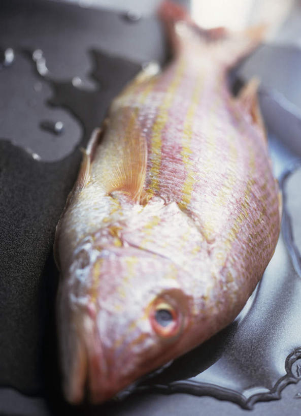 无人,竖图,俯视,室内,特写,白天,水,阴影,黑色背景,朦胧,模糊,光线,液体,影子,水滴,鲷鱼,一个,摄影,影棚,单个,鲷,加吉鱼,铜盆鱼,真鲷,红鲷,班加吉,加真鲷,红加吉,彩图,高角度拍摄,影棚拍摄,拍摄