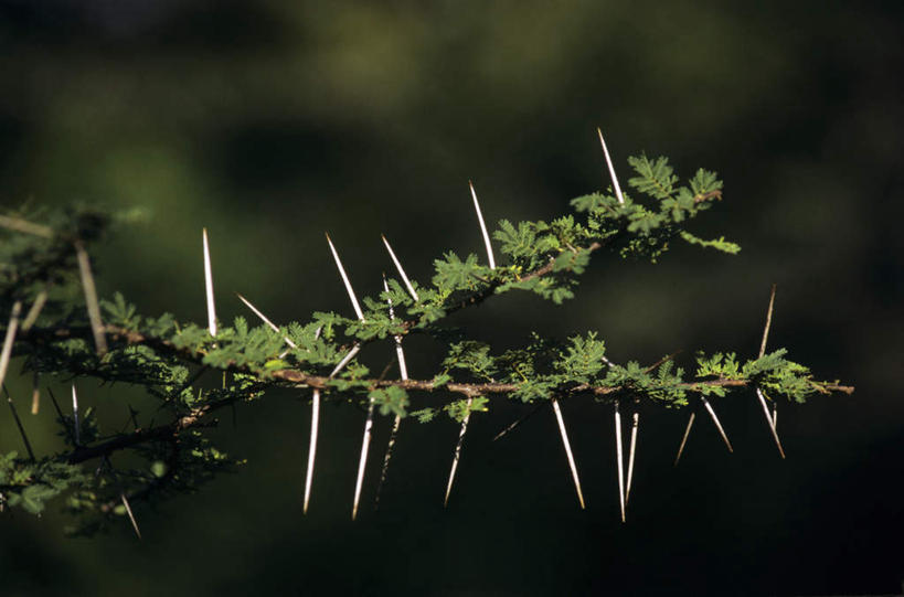 无人,横图,室外,特写,白天,仰视,快乐,植物,阴影,朦胧,模糊,光线,影子,枝条,树,树木,树枝,阳光,金合欢,鸭皂树,稍纵即逝,虬枝,枝杈,彩图,低角度拍摄