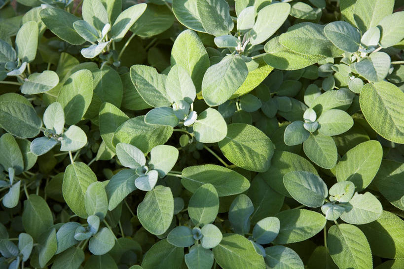 无人,家庭,横图,俯视,室外,特写,白天,智慧,蔬菜,叶子,阴影,新鲜,光线,影子,食品,绿叶,食物,绿色,阳光,嫩叶,有机食品,绿色食品,鼠尾草,理性,叶,叶片,彩图,高角度拍摄