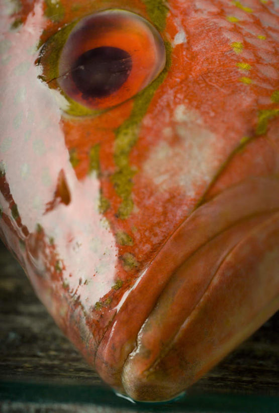 头,无人,竖图,俯视,室内,特写,白天,餐桌,桌子,一条,阴影,朦胧,模糊,光线,影子,鲷鱼,餐台,鲷,加吉鱼,铜盆鱼,红笛鲷,班加吉,加真鲷,大红鱼,赤鳍笛鲷,红鳍笛鲷,红鱼,头部,半身,彩图,高角度拍摄
