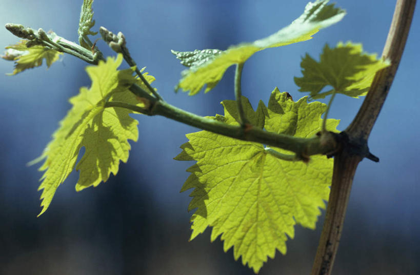 无人,果园,横图,室外,特写,白天,正面,田园,植物,叶子,阴影,朦胧,模糊,光线,纹理,影子,绿叶,枝条,葡萄园,树,树木,树枝,绿色,阳光,庄园,嫩叶,葡萄藤,肌理,虬枝,枝杈,叶,叶片,叶脉,彩图