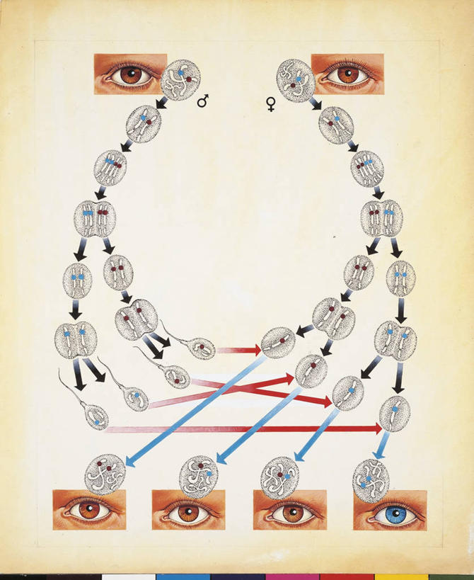眼睛,无人,竖图,插画,数码,科技,指示牌,瞳孔,许多,阴影,网络,标志,染色体,文字,很多,高光,几何,计算机图形,联系,合成,图画,方向,标识,箭头,画,人体,眼部,电脑合成图,数码合成图,遗传研究,生物学,脱氧核糖核酸,指向,合成图,身份,漫画,写实,具体,具象,簇,眼,彩图