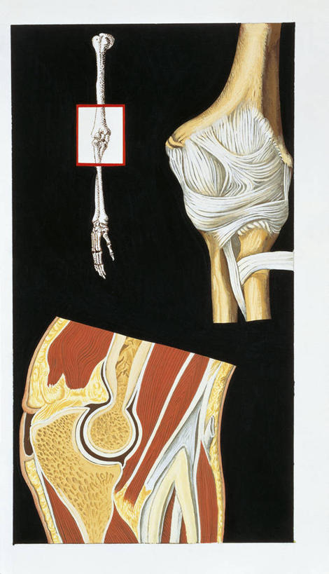 骨骼,肌肉,关节,肘,健壮,无人,竖图,插画,特写,数码,科技,阴影,黑色背景,网络,骨头,高光,几何,计算机图形,合成,图画,画,健康,活力,力量,人体,青春,电脑合成图,数码合成图,骨架,手术,生物学,强壮,合成图,横截面,漫画,整形,写实,具体,具象,人体结构,彩图,外科手术,医疗美容外科手术,整形手术