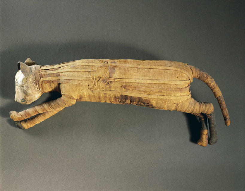 无人,横图,特写,侧面,埃及,灰色背景,木制,历史,古代,一个,灰色,摄影,单个,尸体,中东,木乃伊,尸身,遗体,古埃及文明,古代文明,非洲野猫,人工干尸,彩图,影棚拍摄,传统文化,过去