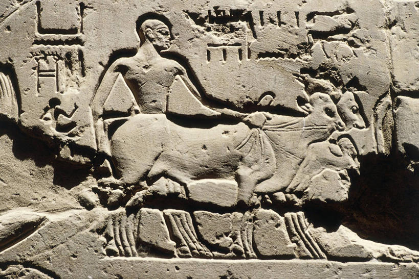 无人,站,横图,室外,特写,白天,正面,日光,埃及,拿着,历史,废墟,地标建筑,摄影,宗教,考古学,中东,鲁克索神殿,古埃及文明,古代文明,美术工艺,野牛,彩图,浅浮雕,过去