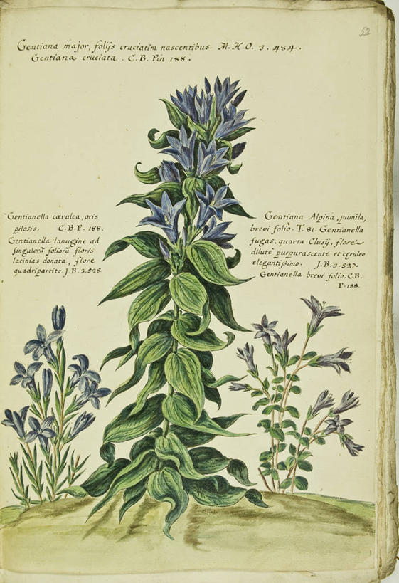 无人,竖图,插画,数码,科技,植物,叶子,阴影,网络,茎,草药,药草,高光,几何,计算机图形,合成,图画,中药,画,花,紫色,自然,摄影,龙胆,电脑合成图,数码合成图,生物学,合成图,药材,中草药,漫画,18世纪,中药材,本草,写实,具体,具象,拉丁文,彩图