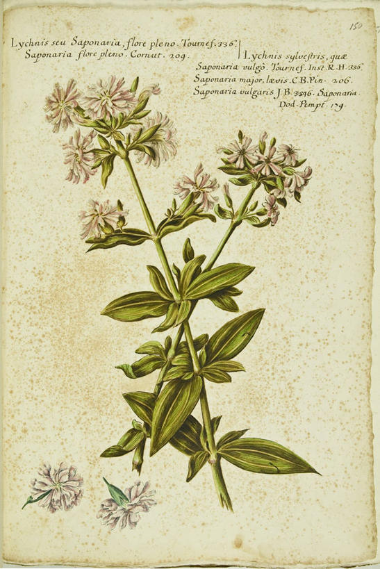 无人,竖图,插画,数码,科技,植物,叶子,阴影,网络,茎,高光,几何,计算机图形,合成,图画,画,花,自然,摄影,电脑合成图,数码合成图,生物学,合成图,漫画,18世纪,写实,具体,具象,拉丁文,肥皂草,彩图