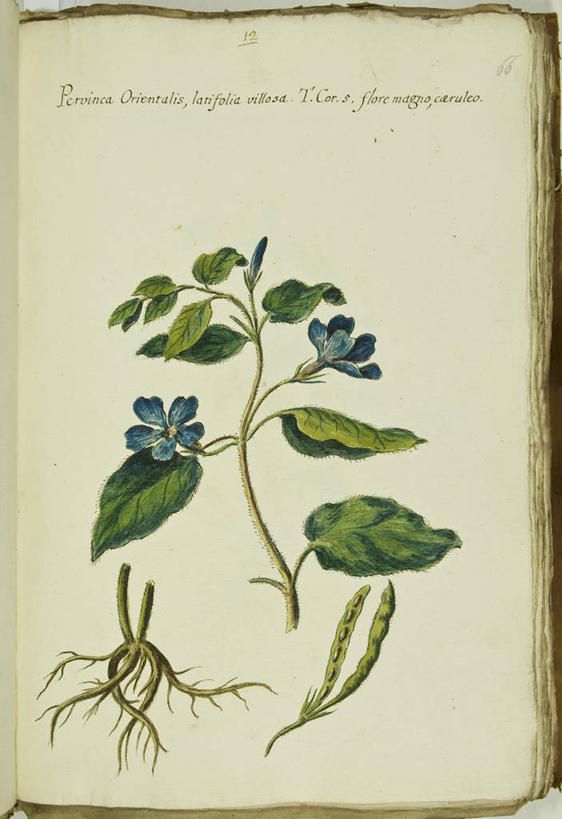 无人,竖图,插画,快乐,数码,科技,植物,叶子,阴影,网络,茎,根部,高光,几何,计算机图形,合成,图画,画,花,自然,摄影,青春,回忆,电脑合成图,数码合成图,生物学,合成图,漫画,18世纪,写实,具体,具象,坚贞,日日草,日日春,四时春,拉丁文,长春花,彩图