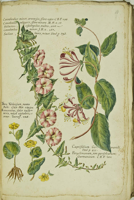 无人,竖图,插画,特写,白色背景,绘画,数码,科技,美景,植物,喇叭花,叶子,阴影,艺术,网络,文字,景观,茎,根部,毛茛,草药,药草,高光,几何,计算机图形,古典,合成,图画,文化,中药,画,花,花瓣,自然,工艺品,品味,景色,摄影,生长,多样,英文字母,美术,电脑合成图,数码合成图,生物学,高雅,合成图,清新,自然风光,药材,中草药,反差,漫画,18世纪,中药材,本草,写实,具体,具象,忍冬,美学,老虎脚爪草,鱼疔草,美术工艺,彩图,打破碗花,打碗花,篱打碗,篱打碗花,篱天剑,旋花