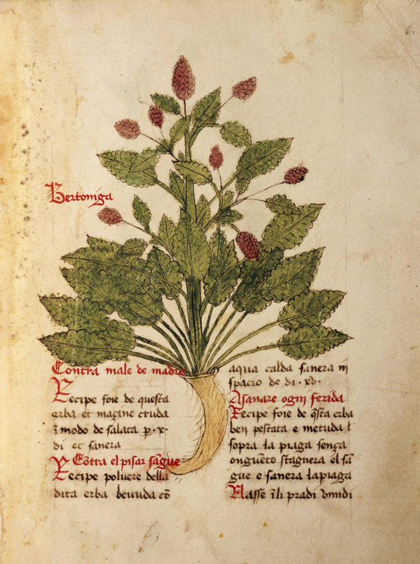 无人,竖图,插画,数码,科技,植物,叶子,阴影,艺术,网络,文字,根部,高光,几何,计算机图形,合成,图画,历史,画,花,花朵,自然,手稿,血液,摄影,英文字母,电脑合成图,数码合成图,生物学,合成图,草本,漫画,尿液,写实,具体,具象,彩图