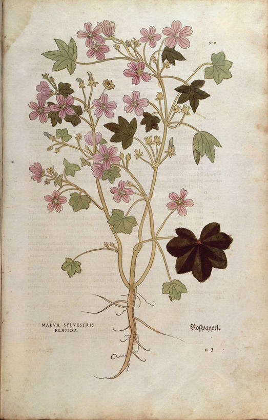 无人,竖图,插画,特写,数码,科技,植物,叶子,阴影,网络,根部,高光,几何,计算机图形,合成,图画,画,花,摄影,电脑合成图,数码合成图,生物学,合成图,草本,漫画,写实,具体,具象,金钱紫花葵,锦葵,荆葵,钱葵,淑气花,小白淑气花,恩惠,拉丁文,彩图