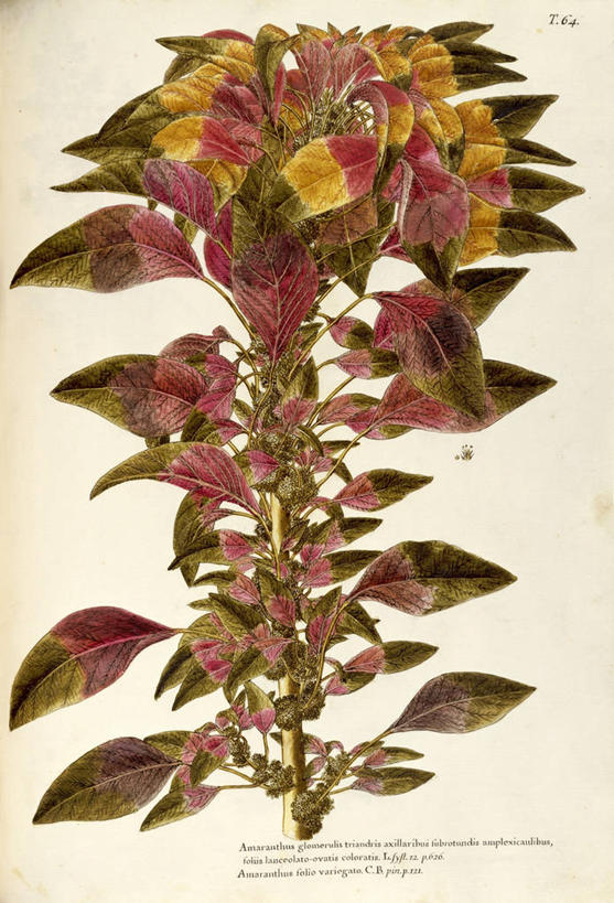 无人,竖图,白色背景,绘画,植物,叶子,艺术,自然,摄影,英文字母,颜料,美术,生物学,草本,18世纪,美术工艺,彩图