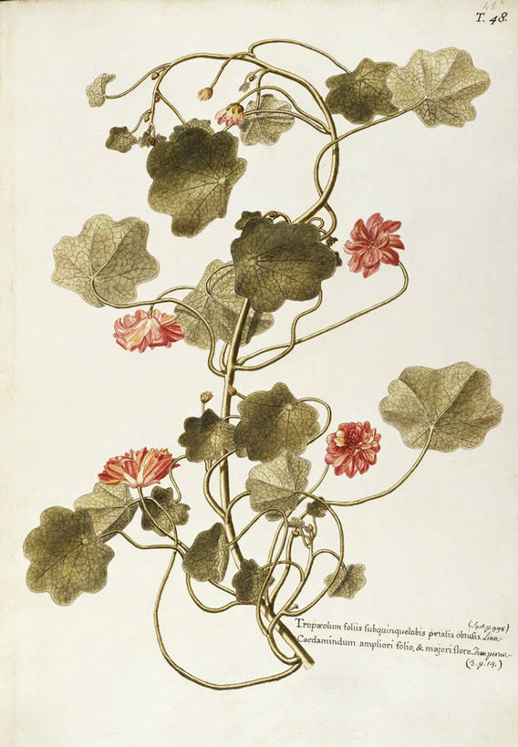 无人,竖图,插画,白色背景,绘画,数码,科技,植物,叶子,阴影,艺术,网络,茎,高光,几何,计算机图形,合成,图画,画,花,自然,摄影,颜料,美术,电脑合成图,数码合成图,生物学,合成图,草本,漫画,旱金莲花,18世纪,写实,具体,具象,美术工艺,彩图