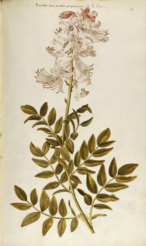 无人,竖图,插画,白色背景,绘画,数码,科技,植物,叶子,阴影,艺术,网络,茎,高光,几何,计算机图形,合成,图画,画,花,自然,摄影,颜料,美术,电脑合成图,数码合成图,芸香科,生物学,合成图,草本,漫画,18世纪,写实,具体,具象,美术工艺,彩图