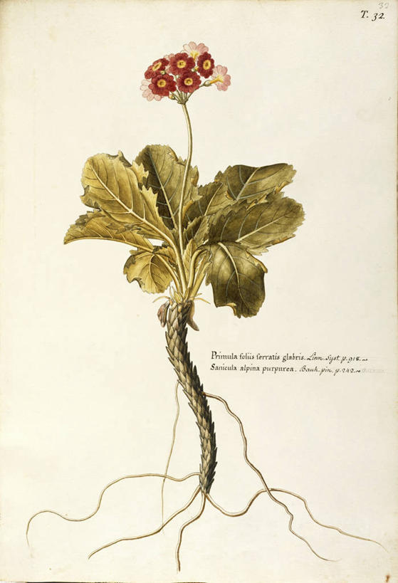 无人,竖图,插画,白色背景,绘画,数码,科技,植物,叶子,阴影,艺术,网络,茎,根部,高光,几何,计算机图形,合成,图画,画,花,自然,摄影,颜料,美术,电脑合成图,数码合成图,生物学,合成图,草本,漫画,18世纪,写实,具体,具象,美术工艺,彩图,报春花科