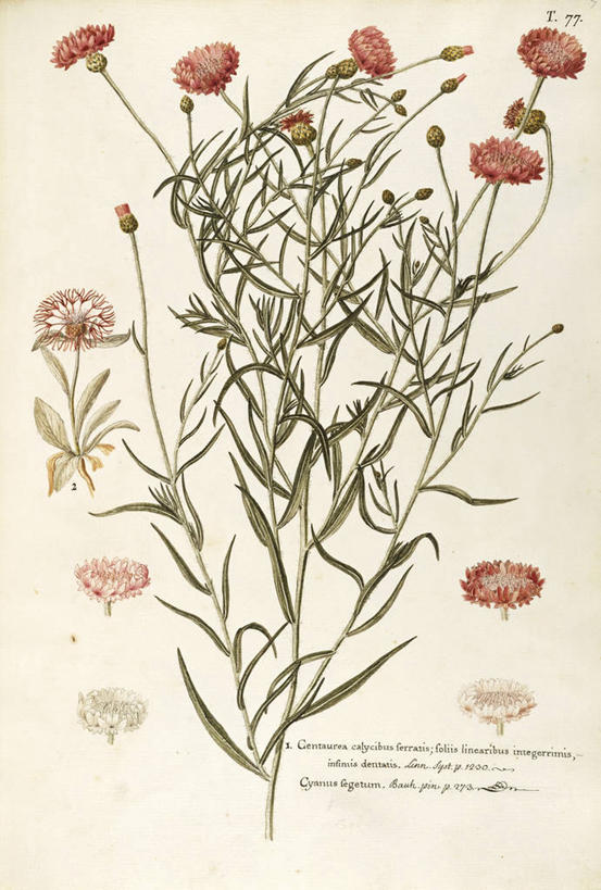 无人,竖图,插画,白色背景,爱情,绘画,快乐,幸福,数码,科技,植物,叶子,阴影,艺术,网络,茎,玛格丽特,高光,几何,计算机图形,合成,图画,画,雏菊,花,自然,菊花,活力,摄影,希望,颜料,美术,吉祥,电脑合成图,数码合成图,生物学,坚强,合成图,草本,矢车菊,和平,漫画,离别,18世纪,写实,具体,具象,高洁,延命菊,幸福花,春菊,马兰头花,长寿,暗恋,纯情,单恋,怀恋,清净,真情,寿客,秋菊,美术工艺,山矢车菊,天真,彩图,愉快