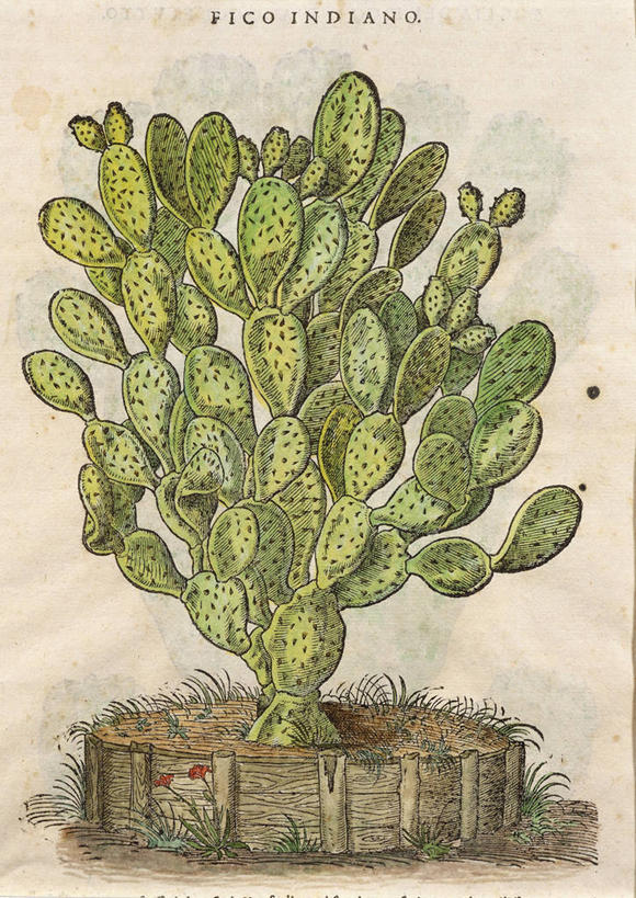 无人,竖图,插画,特写,白色背景,数码,科技,美景,植物,仙人球,阴影,丰富,网络,文字,景观,高光,几何,计算机图形,合成,图画,饮食,画,花,一个,自然,景色,摄影,生长,单个,电脑合成图,数码合成图,生物学,合成图,清新,自然风光,漫画,健康食物,梨果仙人掌,18世纪,写实,具体,具象,美术工艺,大写字母,彩图