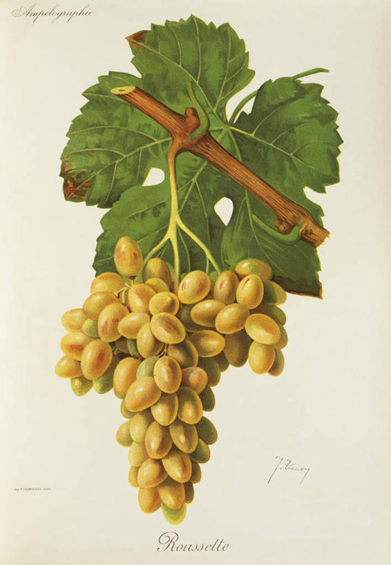 无人,竖图,插画,特写,白色背景,数码,科技,水果,叶子,阴影,艺术,网络,生食,意大利食品,高光,几何,计算机图形,串,合成,图画,饮食,画,一个,摄影,单个,电脑合成图,数码合成图,合成图,白葡萄,清新,漫画,意大利文化,写实,具体,具象,彩图,影棚拍摄