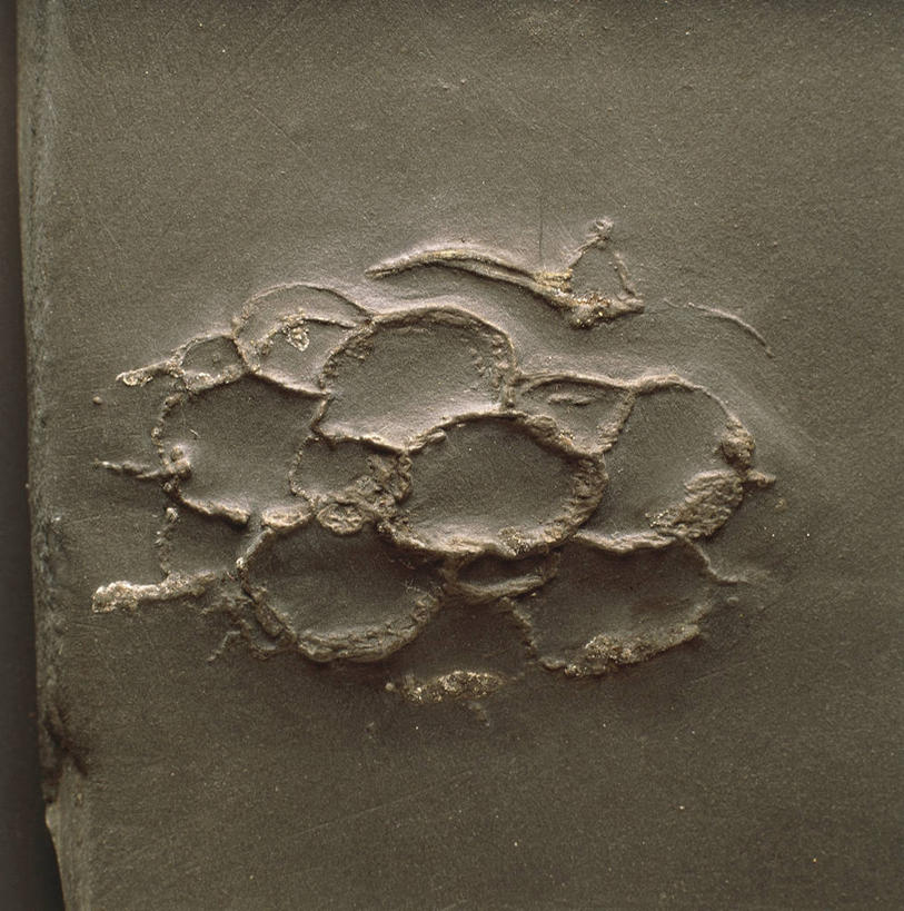 无人,横图,竖图,特写,黑色背景,化石,圆形,一个,摄影,单个,地质学,岩石,彩图,影棚拍摄,古生物学