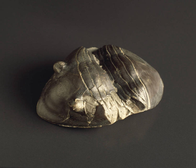 无人,横图,方图,特写,黑色背景,化石,三叶虫,一个,摄影,单个,节肢动物,地质学,史前时代,彩图,影棚拍摄,古生代,古生物学