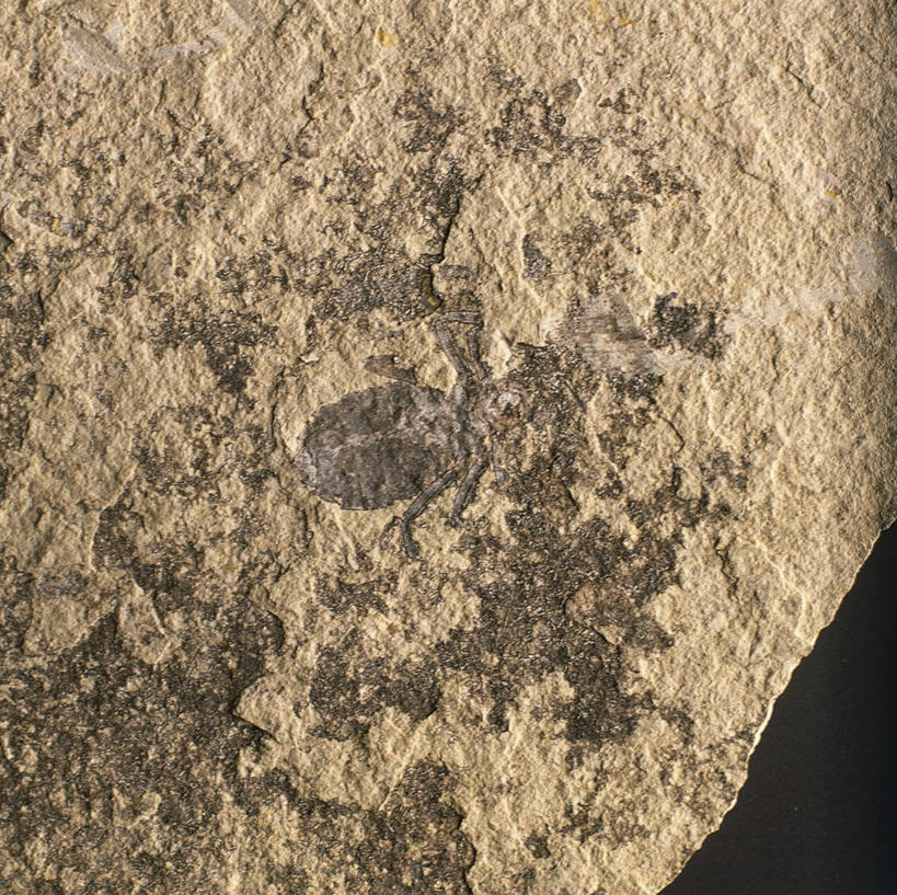 无人,横图,方图,特写,野生动物,化石,蜻蜓,昆虫,摄影,节肢动物,幼虫,地质学,史前时代,彩图,影棚拍摄,古生物学