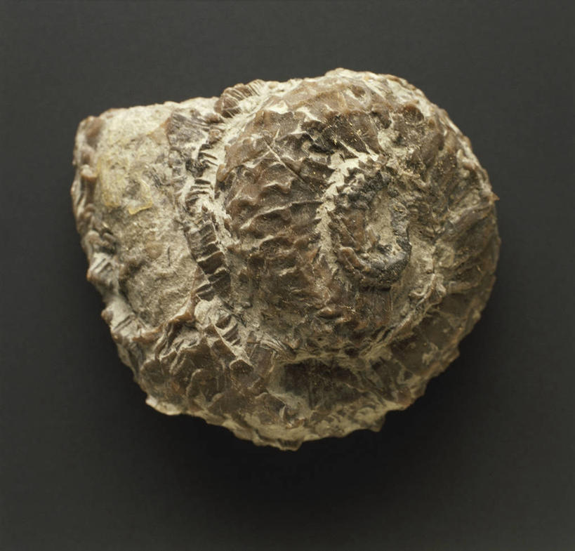 无人,横图,野生动物,灰色背景,化石,一个,动物,摄影,单个,软体动物,地质学,史前时代,彩图,影棚拍摄,古生代,古生物学