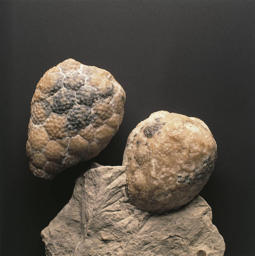 无人,横图,竖图,特写,化石,摄影,棘皮动物,地质学,史前时代,岩石,彩图,影棚拍摄,古生代,古生物学