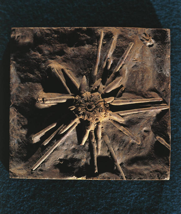 无人,横图,竖图,黑色背景,化石,摄影,棘皮动物,侏罗纪,地质学,史前时代,彩图,影棚拍摄,白垩系,古生物学