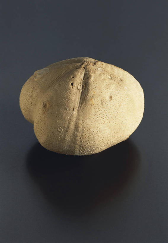 无人,横图,竖图,特写,黑色背景,化石,摄影,棘皮动物,地质学,史前时代,彩图,影棚拍摄,白垩系,古生物学