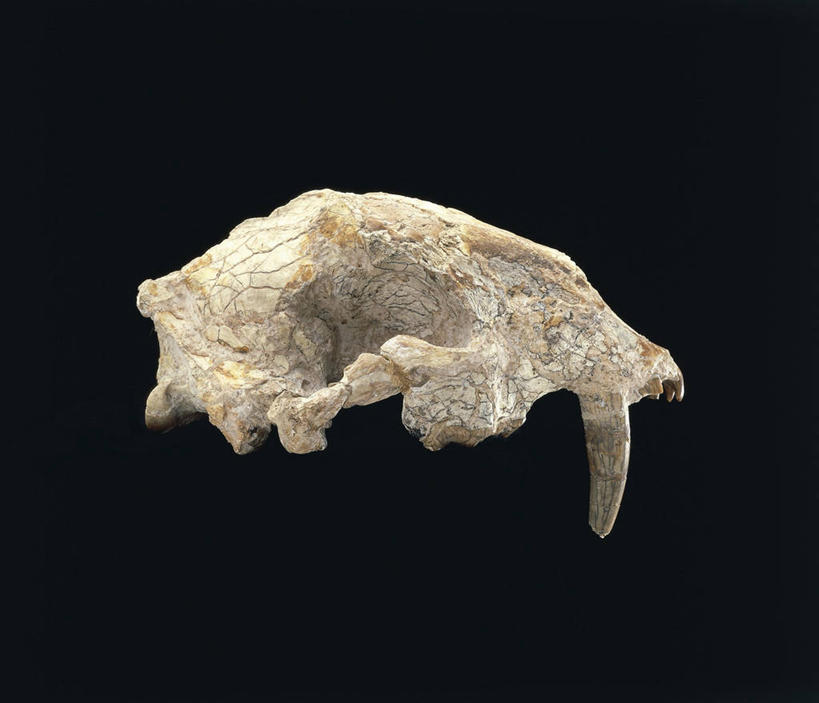 颅骨,无人,横图,黑色背景,化石,摄影,彩图,影棚拍摄,古生物学