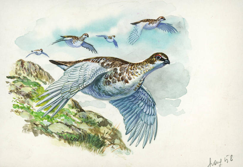 无人,横图,插画,室外,白天,白色背景,仰视,旅游,度假,数码,科技,美景,山,野生动物,许多,阴影,网络,鸟类,地形,景观,很多,半空,高光,几何,计算机图形,合成,图画,娱乐,飞,画,自然,享受,休闲,景色,放松,电脑合成图,数码合成图,生物学,合成图,自然风光,漫画,写实,具体,具象,岩雷鸟,美术工艺,彩图,低角度拍摄,鸡形目,动物学