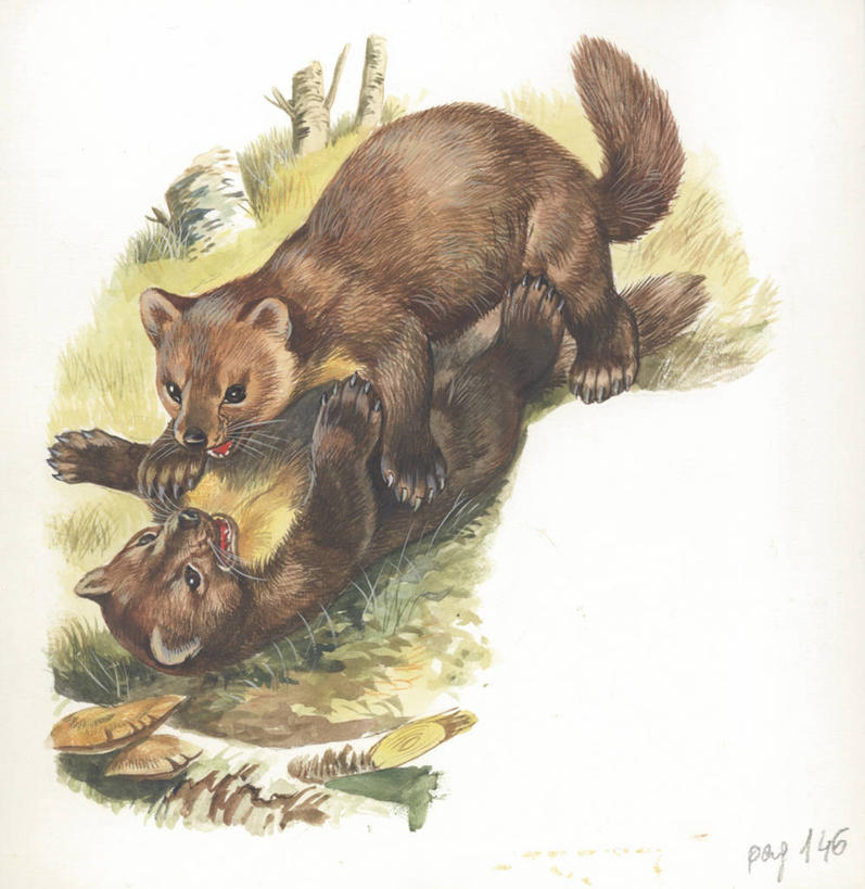 无人,竖图,插画,室外,白天,留白,旅游,度假,绘画,竞争,数码,科技,美景,哺乳动物,野生动物,对抗,阴影,艺术,冲突,网络,数字,文字,景观,高光,几何,计算机图形,古典,合成,图画,文化,娱乐,画,草,自然,动物,工艺品,品味,两只,享受,休闲,景色,放松,力量,美术,电脑合成图,数码合成图,生物学,高雅,合成图,自然风光,打斗,进攻,漫画,写实,具体,具象,美学,敌对,松貂,美术工艺,危险,仰卧,彩图