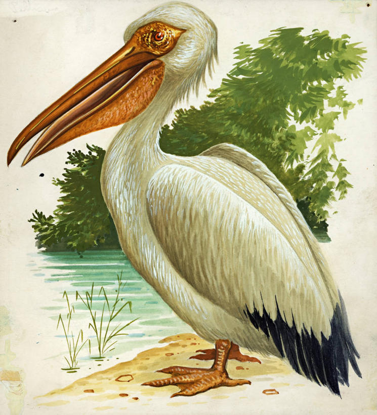 无人,竖图,方图,插画,数码,科技,湖,野生动物,阴影,网络,高光,几何,计算机图形,合成,图画,画,电脑合成图,数码合成图,生物学,合成图,漫画,写实,具体,具象,白鹈鹕,海滩,彩图,动物学