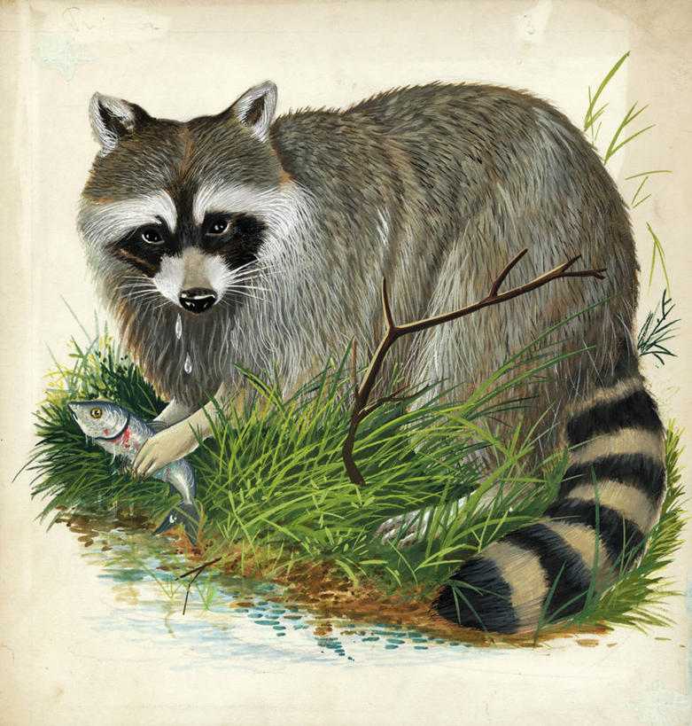 无人,吃,竖图,方图,插画,数码,科技,野生动物,阴影,网络,捕食,高光,几何,计算机图形,合成,图画,鱼类,画,动物,两只,电脑合成图,数码合成图,接,生物学,合成图,浣熊,漫画,写实,具体,具象,喂养,彩图,动物学