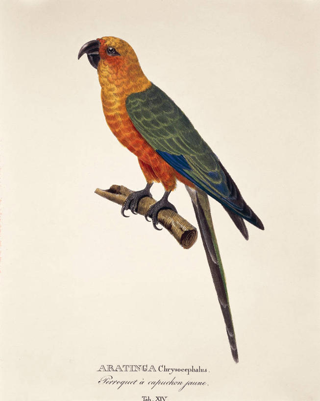 无人,竖图,野生动物,鸟类,摄影,栖息,生物学,彩图,动物学