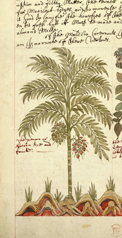 无人,竖图,插画,数码,科技,棕榈树,阴影,网络,高光,几何,计算机图形,合成,图画,画,树,手稿,摄影,生长,手写,电脑合成图,数码合成图,生物学,合成图,漫画,海枣树,写实,具体,具象,彩图