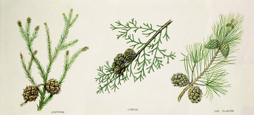 无人,横图,全景,插画,白色背景,数码,科技,松树,叶子,阴影,网络,松果,高光,几何,计算机图形,合成,图画,画,三个,自然,电脑合成图,数码合成图,生物学,合成图,荆棘,杉树,坚定,漫画,写实,具体,具象,长寿,贞洁,柳杉,嫩枝,美术工艺,欧洲赤松,彩图,影棚拍摄,孔雀松,木沙椤树