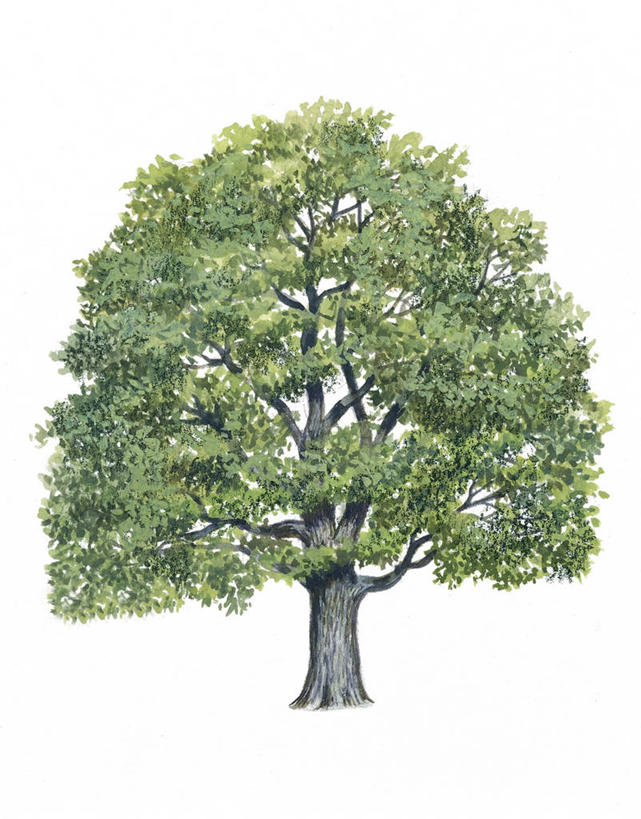 无人,竖图,插画,白色背景,数码,科技,阴影,网络,高光,几何,计算机图形,宏伟,合成,图画,画,树,一个,自然,单个,电脑合成图,数码合成图,生物学,合成图,橡树,漫画,山毛榉,写实,具体,具象,麻栎金刚,山毛榉树,美术工艺,彩图,壳斗