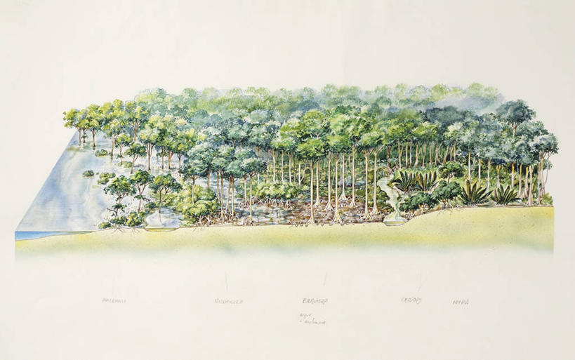 无人,横图,插画,数码,科技,森林,植物,阴影,网络,地形,高光,几何,计算机图形,合成,图画,画,树,自然,电脑合成图,数码合成图,生物学,合成图,漫画,写实,具体,具象,彩图,红树林