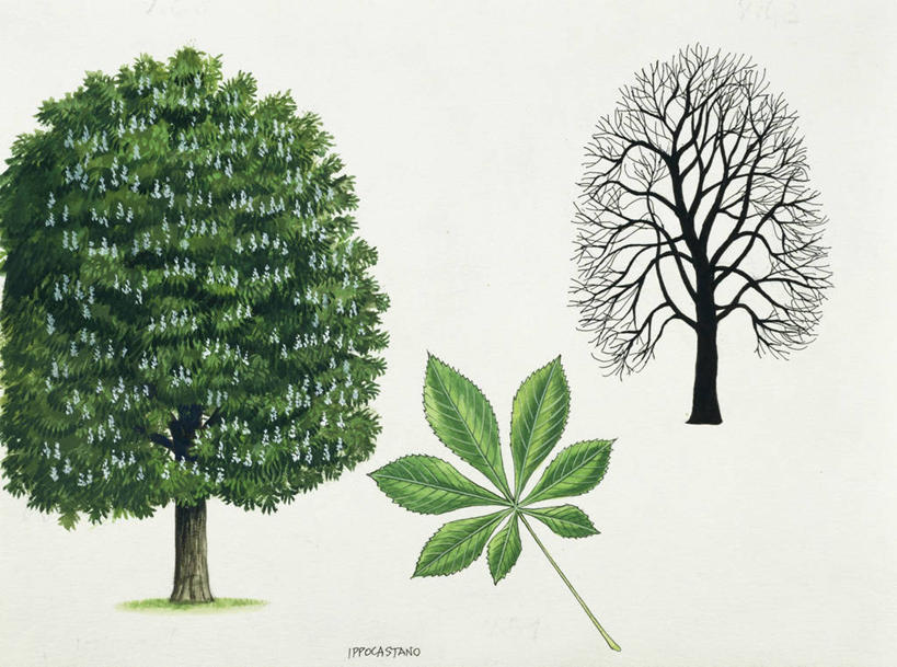 无人,横图,插画,数码,科技,植物,叶子,阴影,网络,高光,几何,计算机图形,合成,图画,画,树,自然,电脑合成图,数码合成图,生物学,合成图,漫画,七叶树,写实,具体,具象,彩图